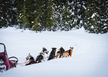 Alaska Huskies kızak köpekleri, karlı kış çöllerinde eziliyorlar..
