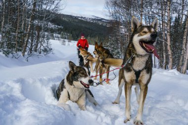 Alaska Husky kızak köpekleri Kuzey Kutbu 'nda vahşi doğaya gitmeye hazır..