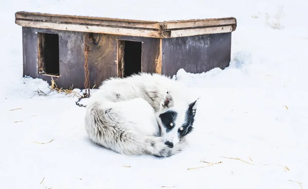 Cão de trenó do Alasca adormecido, descansando na neve. — Fotografia de Stock