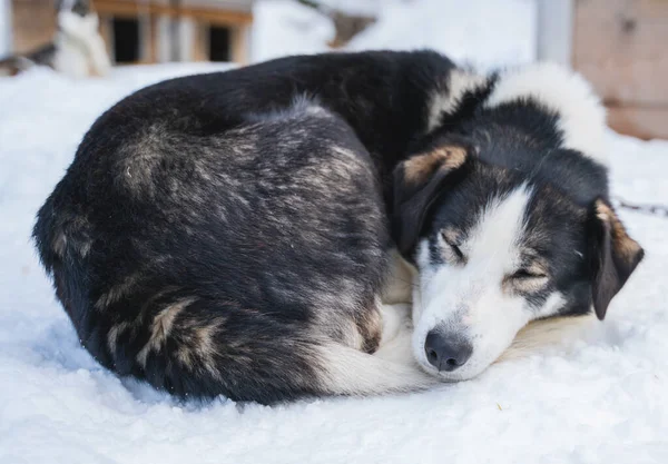 Uyuyan Alaska Husky kızak köpeği, karda kıvrılmış.