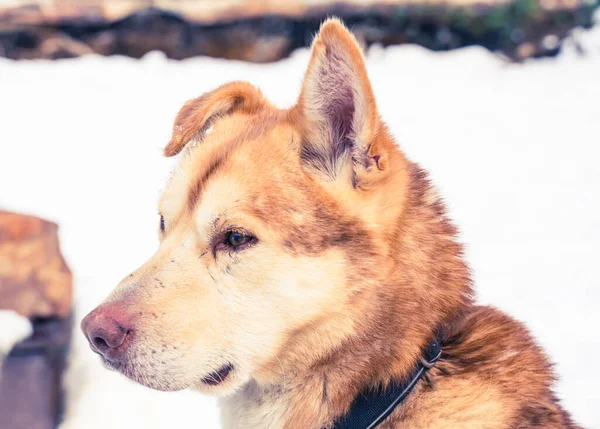 一只黄色和橙色的阿拉斯加哈士奇雪橇狗躺在狗窝里. — 图库照片