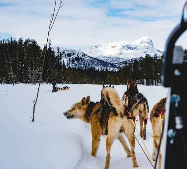 Cães de trenó de huskies do Alasca, que se movem através de um deserto de inverno nevado. — Fotografia de Stock