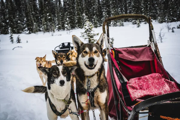 Cães de trenó de huskies do Alasca, que se movem através de um deserto de inverno nevado. — Fotografia de Stock