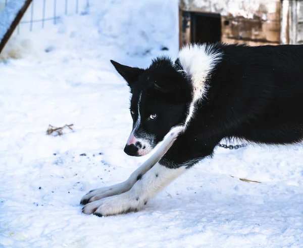 在跑了一天之后 阿拉斯加黑白相间的哈士奇雪橇狗在狗窝里放松了一天 高质量的照片 — 图库照片