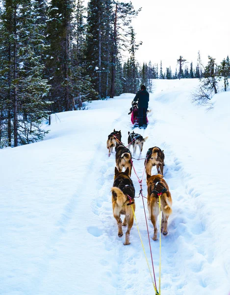 冬の荒野を通ってアラスカのハスキーと犬のそり 高品質の写真 ロイヤリティフリーのストック画像