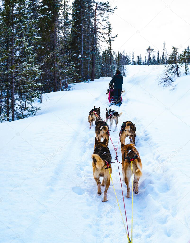 Dog sledding with Alaskan huskies through a winter wilderness. High quality photo