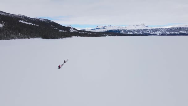 Gente Conduciendo Trineo Tirado Por Huskies Alaska Lago Nevado Congelado — Vídeos de Stock