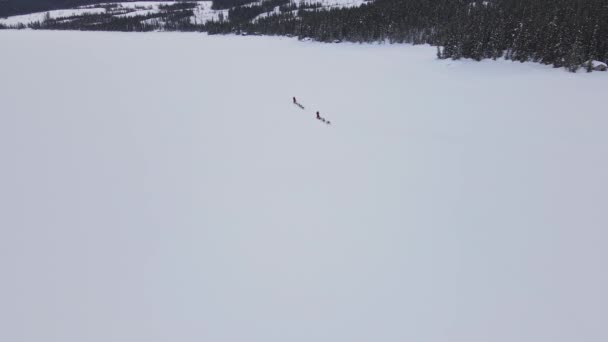 Lidé Jezdí Psích Saních Vlečených Aljašským Huskym Zamrzlém Jezeře Letecké — Stock video