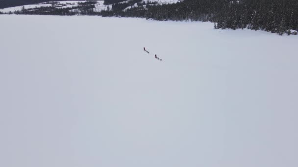 凍った雪の湖でアラスカのハスキーで引っ張られた犬のそりを運転する人々 空中ビデオ — ストック動画