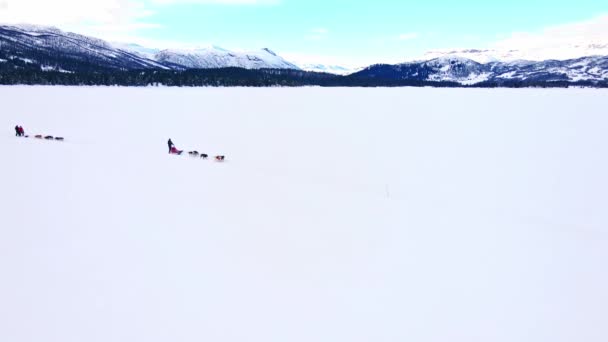 凍った雪の湖でアラスカのハスキーで引っ張られた犬のそりを運転する人々 空中ビデオ — ストック動画