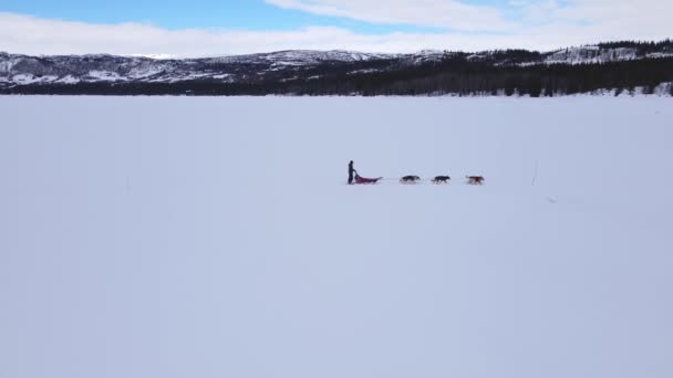 Gente Conduciendo Trineo Tirado Por Huskies Alaska Lago Nevado Congelado — Vídeos de Stock
