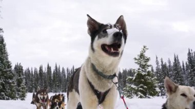 Alaska Husky kızak köpekleri beyaz karlı vahşi ormanda dinleniyor..