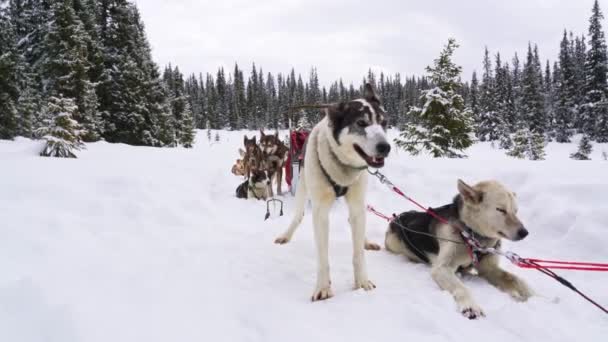 白い雪の森の中で道に休んでいるアラスカのハスキーそり犬 — ストック動画