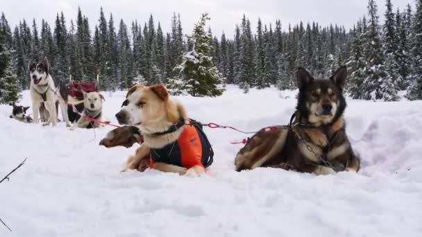 白い雪の森の中で道に休んでいるアラスカのハスキーそり犬 — ストック動画