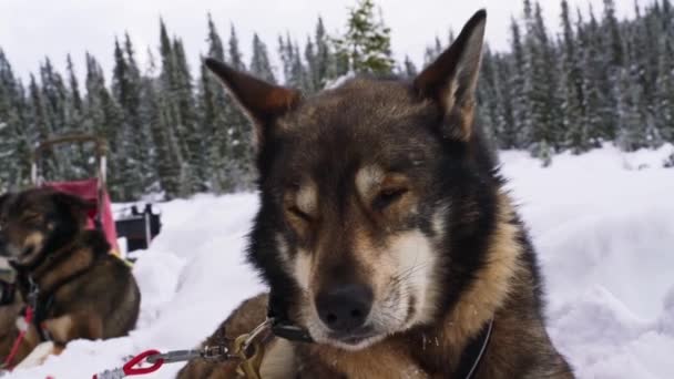 白い雪の森の中で道に休んでいるアラスカのハスキーそり犬 — ストック動画