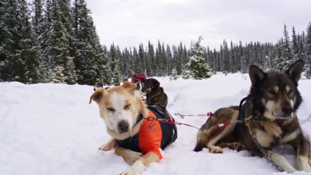 白い雪の森の中で道に休んでいるアラスカのハスキーそり犬 — ストック動画