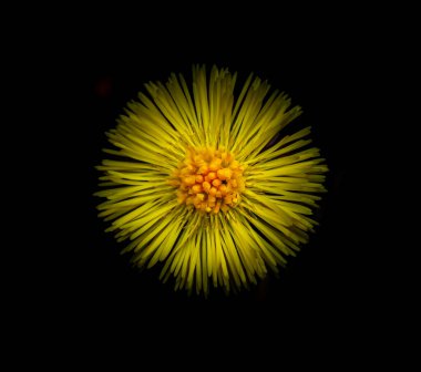 Sarı Coltsfoot çiçeği tamamen çiçek açmış. Görüntüyü kapat. Yüksek kalite fotoğraf