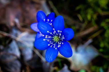 Siyah arka planda mavi ya da mor renkli Böbrek otu şakayığı çiçeği. Yüzeyin derinliği. Yüksek kalite fotoğraf