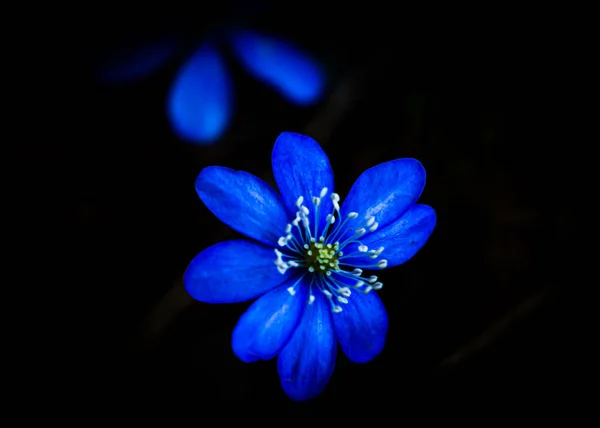 Kék Vagy Lila Vesefű Anemone Virág Elszigetelt Fekete Alapon Sekély — Stock Fotó