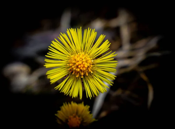 Gelbe Coltsfoot Blume Voller Blüte Nahaufnahme Hochwertiges Foto — Stockfoto