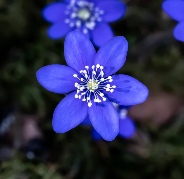 Kék Vagy Lila Vesefű Anemone Virág Elszigetelt Fekete Alapon Sekély Stock Fotó