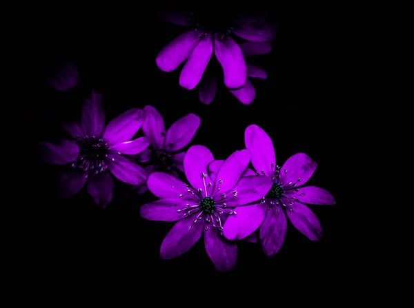 Rózsaszín Vesefű Anemone Virág Elszigetelt Fekete Háttérrel Sekély Mélységélesség Kiváló Stock Kép