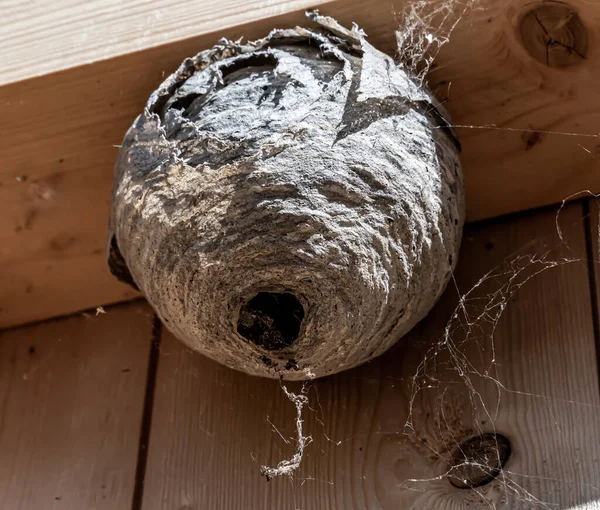 Hornet wasps nest on the inside frame of a house wall. Pest control work. — Stock Photo, Image