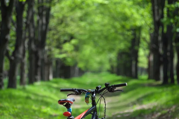 Tekerlek dağ bisikleti ve ormanın içinde bir iz üzerinde güneş gözlüğü — Stok fotoğraf