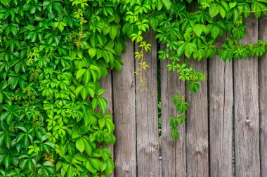 yabani üzüm kıvırcık Ivy ile ahşap bir çit yapılan 