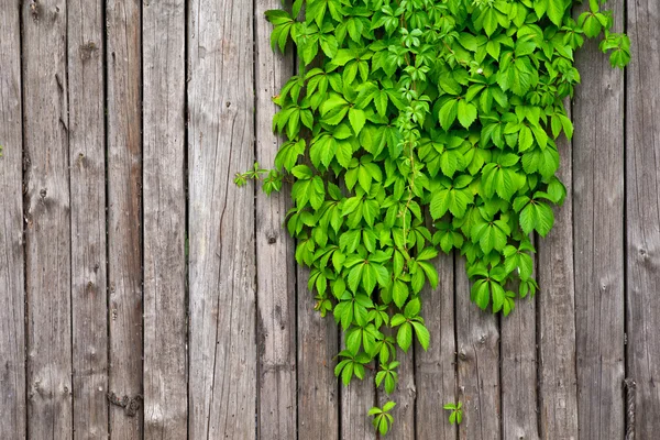 A fence made of wood with wild grapes curly ivy — Stock Photo, Image