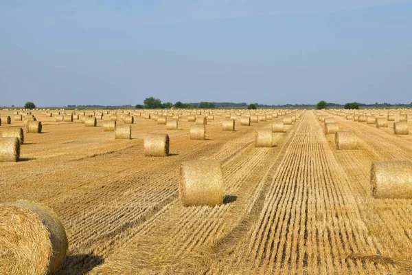 Chaume Blé Avec Balles Paille — Photo