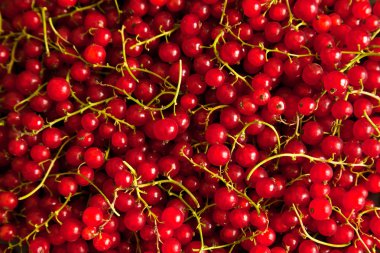 Frenk üzümü uzuvlar arka plan