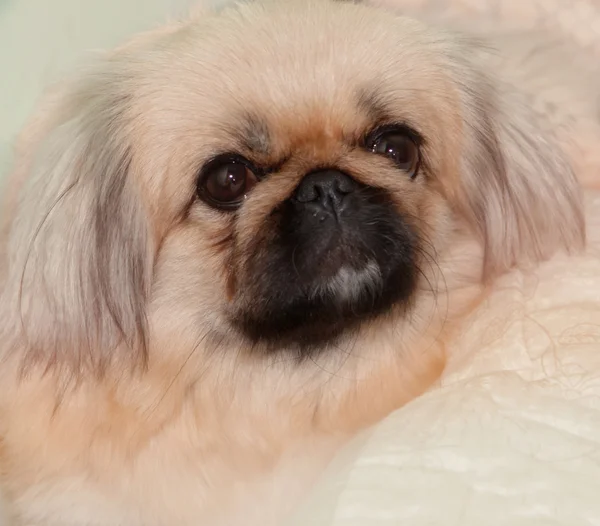Porträtt av en pekingese hund — Stockfoto