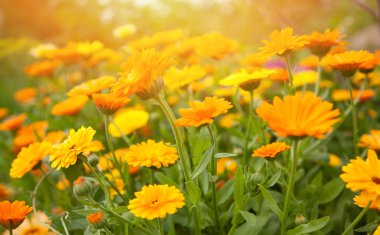 Bulanık yaz arka planını çiçekler calendula