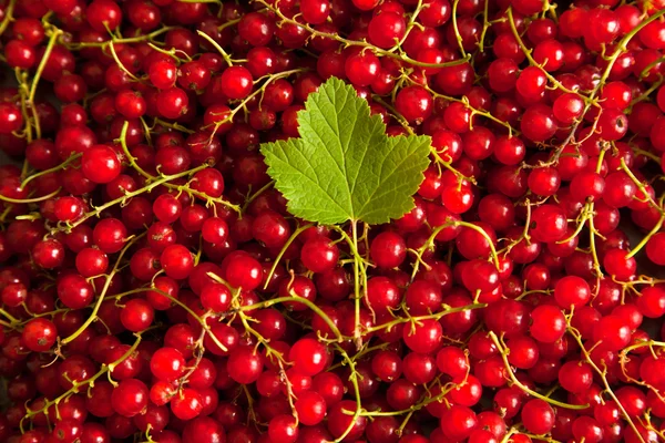 Bakgrund från bär av en röda vinbär med blad — Stockfoto