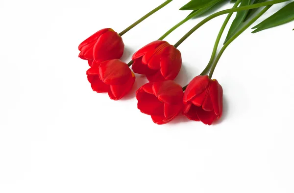 Красные тюльпаны на белом изолированном фоне — стоковое фото