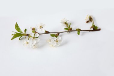 Bir kiraz çiçeği ağacının çiçek şube