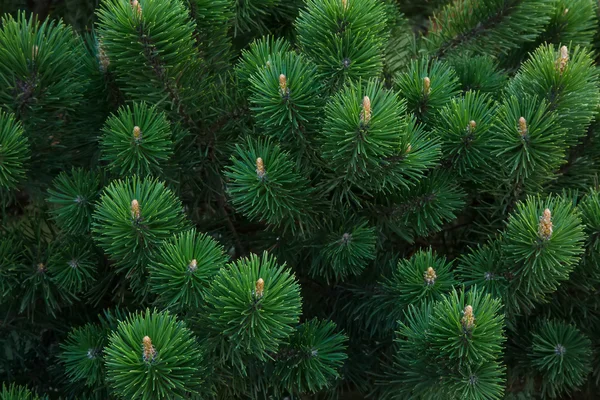 Pine branch background — Stock Photo, Image
