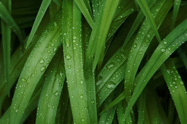 Background of green leaves with rain drops