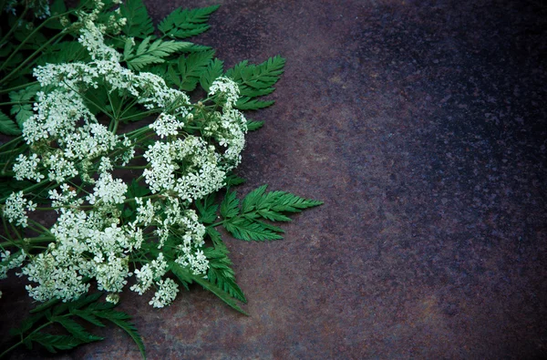 Karanlık grunge zemin kimyon çiçekler