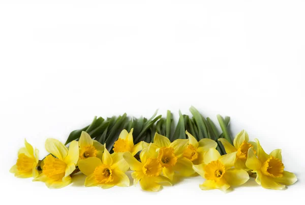 Yellow Colored Daffodil Flowers — Stock Photo, Image