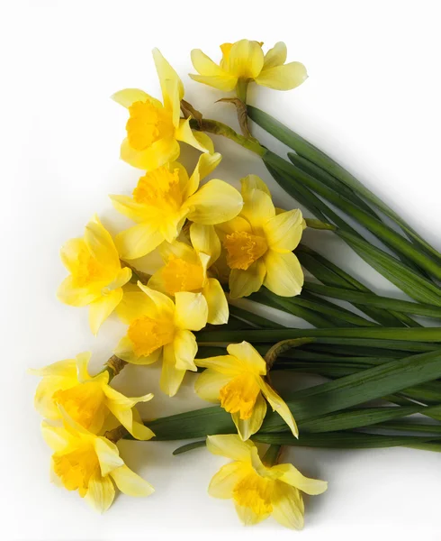 Gelbe Narzissenblüten — Stockfoto