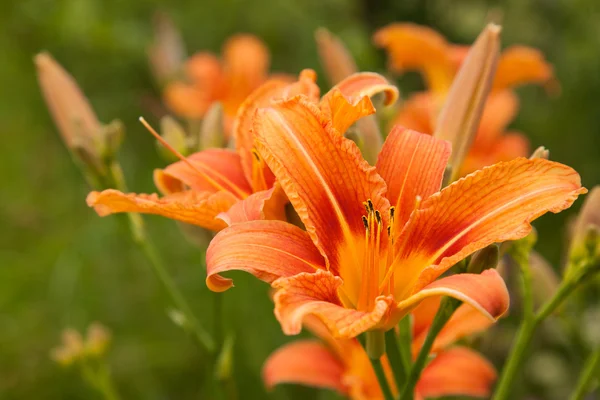 Bulanık yeşil çim zemin üzerine portakal lily