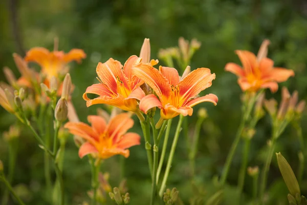 Bulanık yeşil çim zemin üzerine turuncu lilyum
