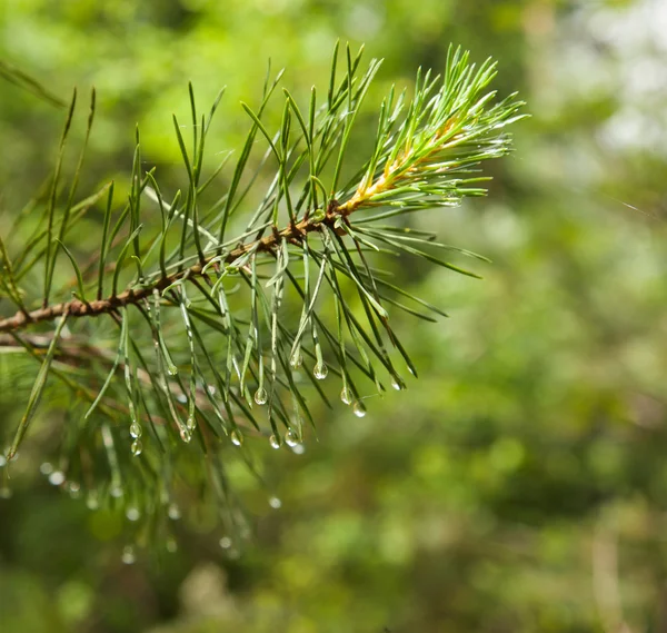 Pine Oddział z bliska z deszczu na tło zamazane pole — Zdjęcie stockowe