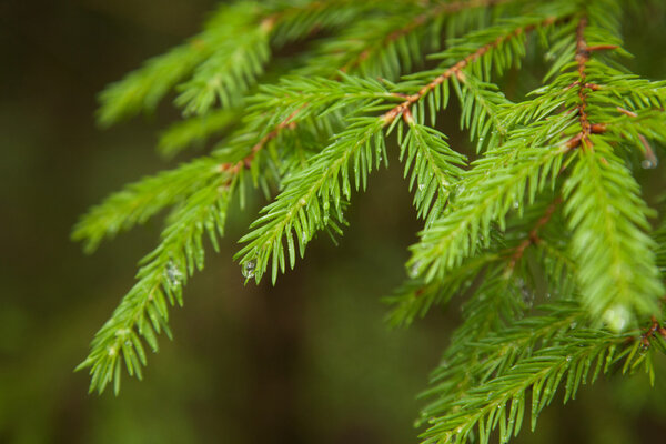 Closeup fir branches with raindrops, blurred background