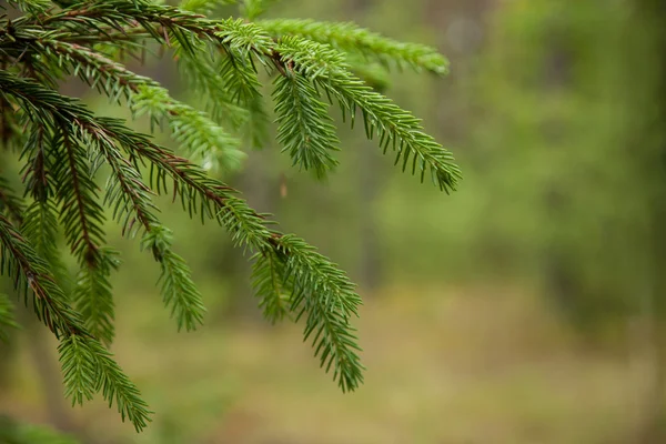 Closeup fir branches with young buds, blurred background — Stock Photo, Image