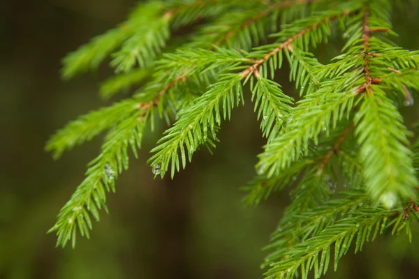 Closeup fir branches with raindrops, blurred background — Stock Photo, Image