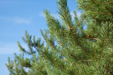 Mavi gökyüzünün arka plan bulanık çam dalı yakın çekim