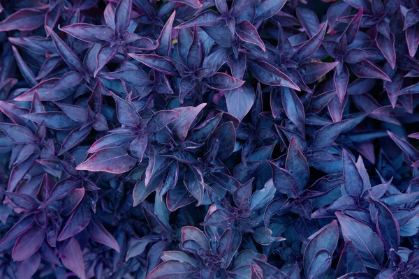 Alacalı etli bitki arka plan